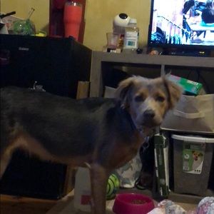 Meet your Posher, Tracey